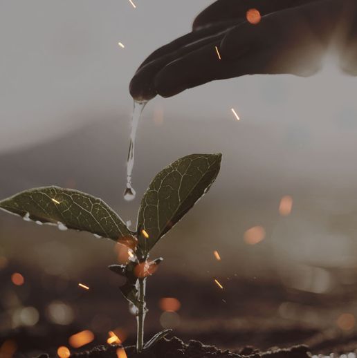 A hand dropping water on a young plant as the sun shines, representing how God brings the increase or the growth.