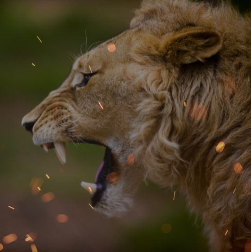 Endure: Find Strengthin the Midst of Spiritual Battle